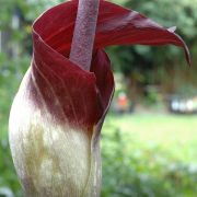 Image of Amorphophallus declinatus  Hett..