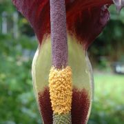 Image of Amorphophallus declinatus  Hett..