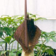 Image of Amorphophallus declinatus  Hett..