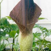 Image of Amorphophallus declinatus  Hett..