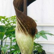 Image of Amorphophallus declinatus  Hett..