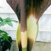 Image of Amorphophallus declinatus  Hett..