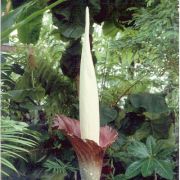 Image of Amorphophallus decus-silvae  Backer & Alderw..