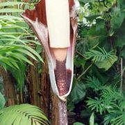 Image of Amorphophallus decus-silvae  Backer & Alderw..