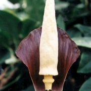 Image of Amorphophallus discophorus  Backer & Alderw..