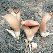 Image of Amorphophallus dracontioides  (Engl.) N.E. Br..