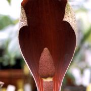 Image of Amorphophallus dracontioides  (Engl.) N.E. Br..