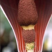 Image of Amorphophallus dracontioides  (Engl.) N.E. Br..