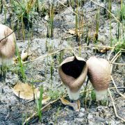 Image of Amorphophallus dracontioides  (Engl.) N.E. Br..