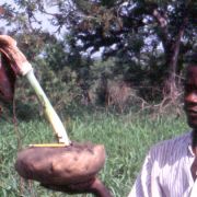 Image of Amorphophallus dracontioides  (Engl.) N.E. Br..