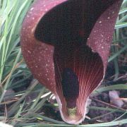 Image of Amorphophallus dracontioides  (Engl.) N.E. Br..