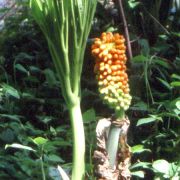 Image of Amorphophallus dracontioides  (Engl.) N.E. Br..