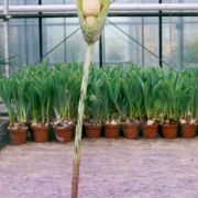 Image of Amorphophallus dunnii  Tutch..