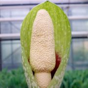 Image of Amorphophallus dunnii  Tutch..