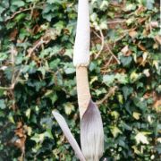 Image of Amorphophallus dzui  Hett..