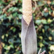 Image of Amorphophallus dzui  Hett..