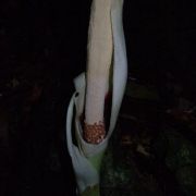 Image of Amorphophallus eburneus  Bogn..