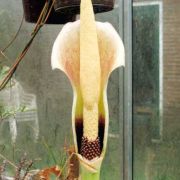 Image of Amorphophallus eburneus  Bogn..