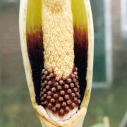 Image of Amorphophallus eburneus  Bogn..