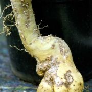 Image of Amorphophallus elatus  Ridl..