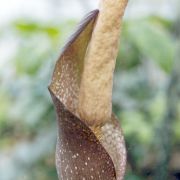 Image of Amorphophallus elatus  Ridl..