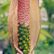 Image of Amorphophallus elegans  Ridl..