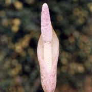 Image of Amorphophallus excentricus  Hett..