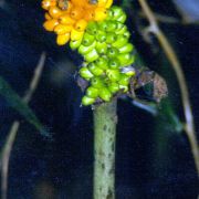 Image of Amorphophallus excentricus  Hett..