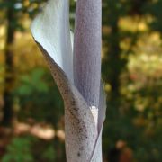 Image of Amorphophallus galbra  F.M. Bail.