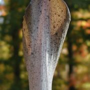 Image of Amorphophallus galbra  F.M. Bail.