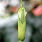 Image of Amorphophallus galbra  F.M. Bail.