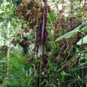 Image of Amorphophallus gigas  Teijsm. & Binnend..