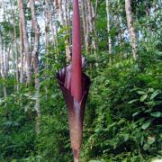 Image of Amorphophallus gigas  Teijsm. & Binnend..