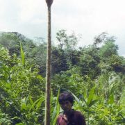 Image of Amorphophallus gigas  Teijsm. & Binnend..