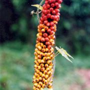 Image of Amorphophallus gigas  Teijsm. & Binnend..