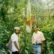 Image of Amorphophallus gigas  Teijsm. & Binnend..