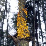 Image of Amorphophallus gigas  Teijsm. & Binnend..