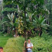 Image of Amorphophallus gigas  Teijsm. & Binnend..