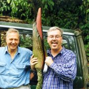 Image of Amorphophallus gigas  Teijsm. & Binnend..