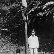 Image of Amorphophallus gigas  Teijsm. & Binnend..