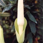 Image of Amorphophallus glossophyllus  Hett..