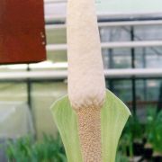 Image of Amorphophallus glossophyllus  Hett..