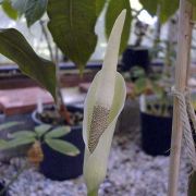 Image of Amorphophallus glossophyllus  Hett..