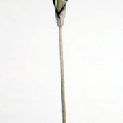 Image of Amorphophallus gomboczianus  Pic. Serm..