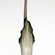 Image of Amorphophallus gomboczianus  Pic. Serm..
