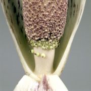 Image of Amorphophallus gomboczianus  Pic. Serm..