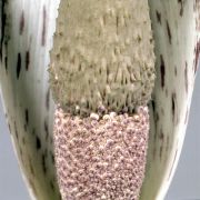 Image of Amorphophallus gomboczianus  Pic. Serm..