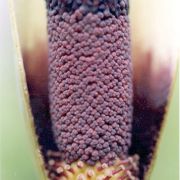 Image of Amorphophallus haematospadix  Hook. f..