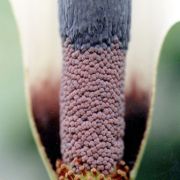 Image of Amorphophallus haematospadix  Hook. f..