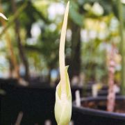 Image of Amorphophallus harmandii  Engl. & Gehrm..